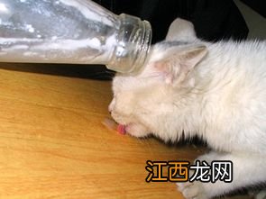 猫咪可以喝凉白开吗-猫咪能喝隔夜的凉白开吗