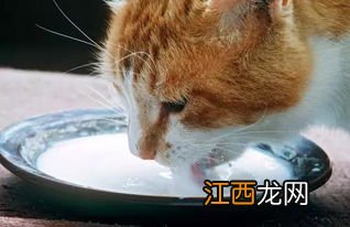 猫咪可以喝凉白开吗-猫咪能喝隔夜的凉白开吗