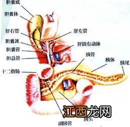 胰腺不好的6大征兆-急性胰腺炎怎么治疗才彻底