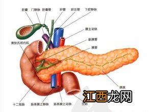 胰腺不好的6大征兆-急性胰腺炎怎么治疗才彻底