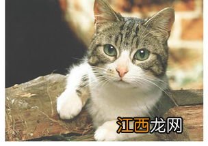 猫咪换牙吃硬的还是软的-猫咪换牙期要补钙吗