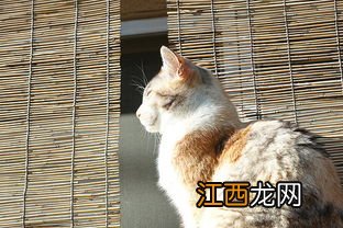 猫咪换牙吃硬的还是软的-猫咪换牙期要补钙吗