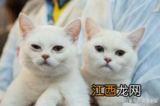 猫自己在家三天没事吧-猫咪独自在家会感到孤独吗