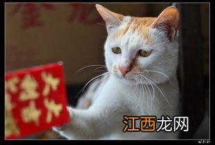 猫自己在家三天没事吧-猫咪独自在家会感到孤独吗