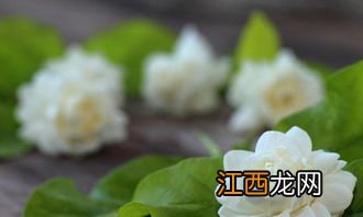 醒花的时候用不用把叶子去了-醒花醒多久合适