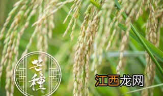 中熟种果实成熟期是几月 中熟种果实成熟期是几月份