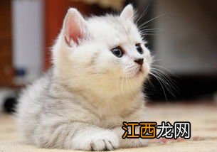 猫咪睡在头顶上是什么意思-猫为什么喜欢顶着东西睡