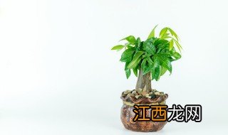 什么水养植物放家里可以转运 适合放家里的水养植物