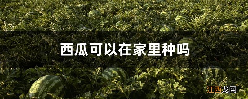 西瓜可以在家里种吗