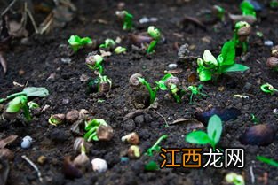 种子怎么催发芽-种花几天发芽