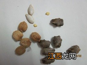 种子怎么催发芽-种花几天发芽