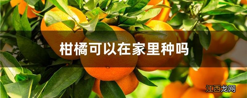 柑橘可以在家里种吗