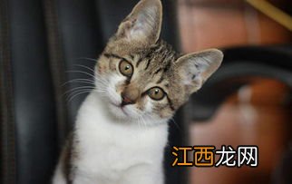 奶猫拉黄水怎么办-猫拉出黄水是什么情况