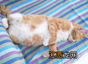 猫排出来的绦虫会感染人吗-怎样判断猫咪体内有绦虫
