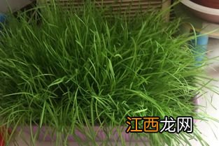 韭菜根放几天还能栽吗-韭菜根种植后多久可以长好