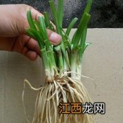 韭菜根放几天还能栽吗-韭菜根种植后多久可以长好