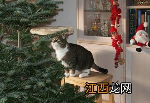 公猫绝育4天可以摘头罩不-公猫绝育带头套多久