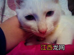 小猫眼屎多正常吗-小猫眼屎多怎么办