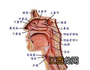 嗓子有异物感去医院挂什么科室-嗓子有异物感挂什么号