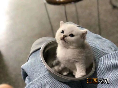 母猫多久不管小猫-母猫和小猫能一起生活吗