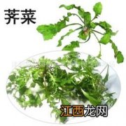 荠菜种子要用水泡吗-蔬菜种子都要泡了才能种吗