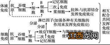 什么是特异性免疫什么是非特异性免疫 特异性免疫和非特异性免疫简述