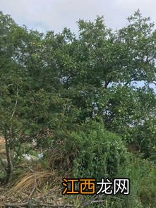 剥核桃皮手黑怎么洗干净-剥核桃皮为什么手黑