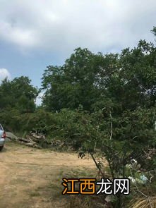 剥核桃皮手黑怎么洗干净-剥核桃皮为什么手黑