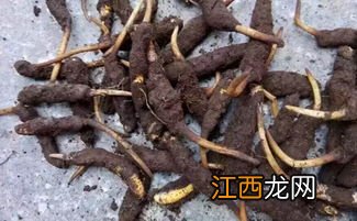 鲜虫草怎么去泥-新鲜虫草带泥保存好吗