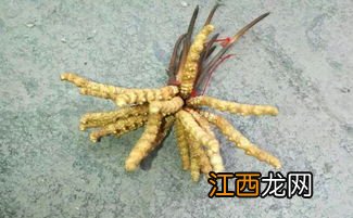 鲜虫草怎么去泥-新鲜虫草带泥保存好吗