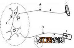 阻断反射弧中的任何一个环节受损的调节是 具体内容介绍