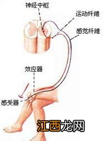 阻断反射弧中的任何一个环节受损的调节是 具体内容介绍