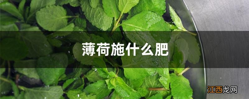 薄荷施什么肥