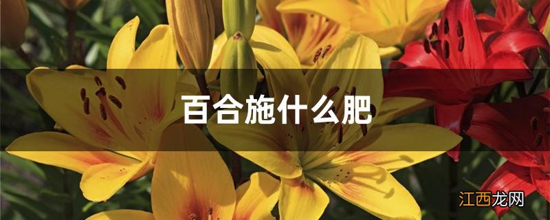 百合施什么肥