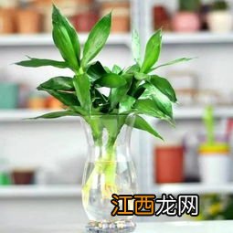 富贵竹旺财放哪个位置-富贵竹养几支旺财