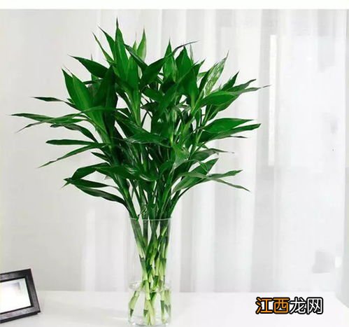 富贵竹旺财放哪个位置-富贵竹养几支旺财
