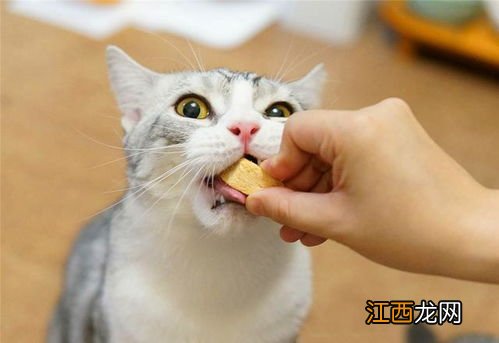 猫咪啥都不爱吃怎么办-什么东西能让猫咪开胃