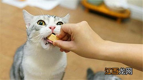 猫咪啥都不爱吃怎么办-什么东西能让猫咪开胃