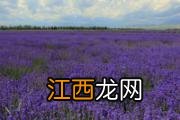 怎样去除眼角皱纹