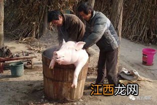 小寒大寒杀猪过年是为什么呢-过年杀年猪意味着什么