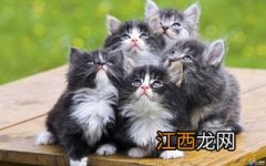 母猫生的小猫几天后可以送人-小猫送人后猫妈妈什么反应