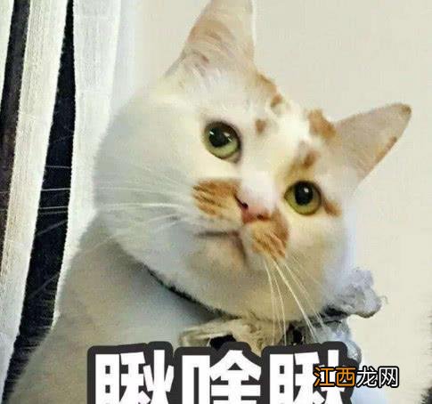 为什么我家猫喜欢睡我旁边-猫咪为什么要挨着人睡