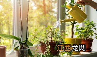 家里养什么绿植好看又招财 适合家养的招财绿植