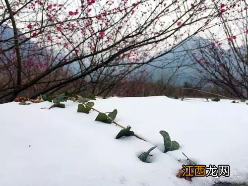 小寒下雪有什么说法2022-北方小寒下雪嘛