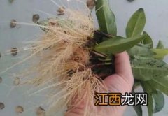 生根粉直接兑水浇上可以吗-生根粉放水里几天还可以用吗