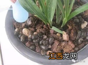 买的羊粪可以直接铺在花面上吗-羊粪是不是什么花都可以用
