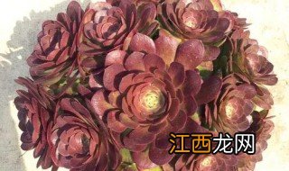 万圣节法师夏天休眠吗 万圣节法师夏天怎么养护