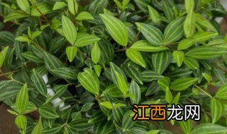 白脉椒草能放室内吗 白脉椒草夏天怎么养护