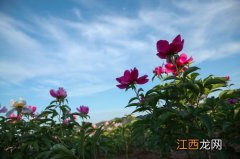 3月份可以种芍药花吗? 芍药花的种植时间讲解