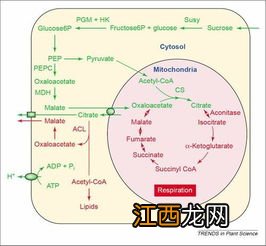 硝酸细菌依靠什么方式产能 硝酸细菌依靠有氧呼吸产能